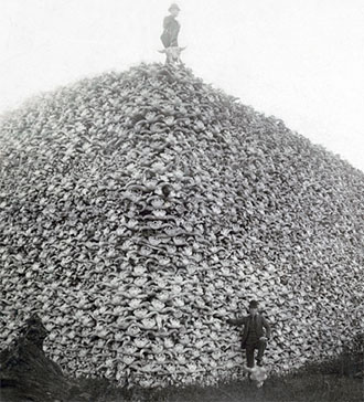 A massive pile of American bison 